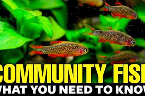 Best Freshwater Community Fish 🐠explained in 11 minutes