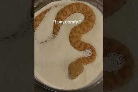 Baby Sand Viper Vs Adult in sprinkles! #sandviper #snakes #reptiles #justababy #babyanimals