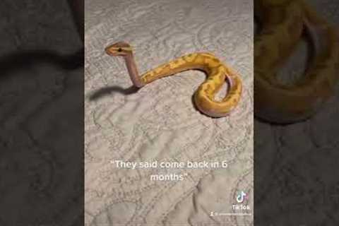 How adorable is this little guy🥹 #ballpython #reptiles #snake #animals #pets #shorts #viral #fyp
