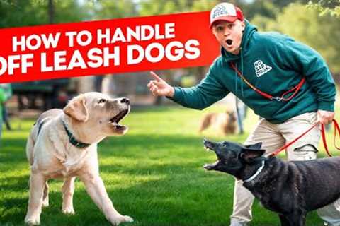 What to do when off leash dog approaches your dog - Dog Training