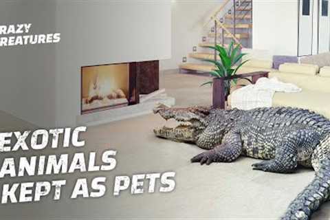 The Exotic Animals That Have Been Domesticated