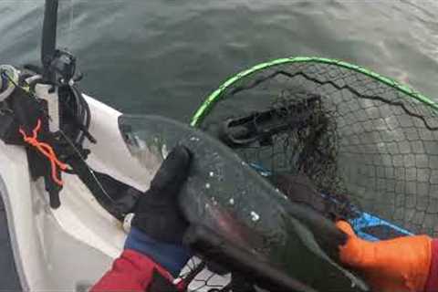 Coho Limit #2, A Small Ling and Canaries!