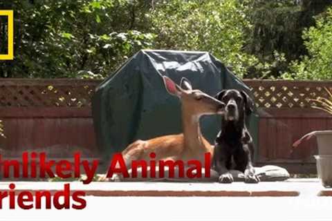 Official Preview | Unlikely Animal Friends