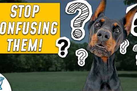 Dog Training Advice You Didn't Know You Needed...