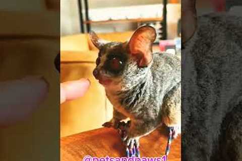 I Got An Exotic Pet!. Exotic animals as pets, #petsandpaws1 #viralshorts #trendingshorts #cutebaby