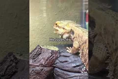He loves it #beardeddragon #reptiles #trending #reptile #pets