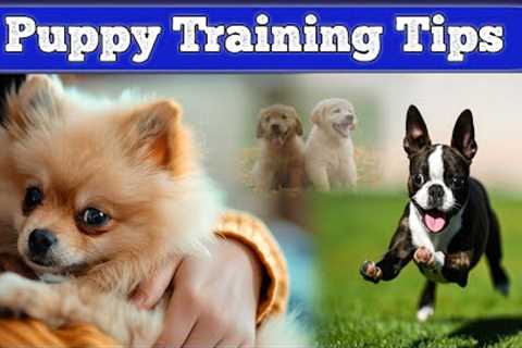 Puppy Training Tips &amp; Trick || Puppy Training at home Tips &amp; Trick || Pets Information TV
