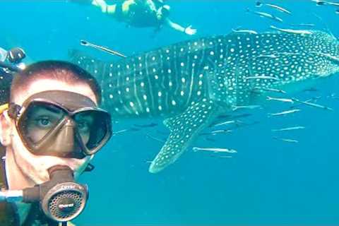 How I became a Scuba Diver in under 5 days! 🤯| Scuba Diving in Koh Tao, Thailand!