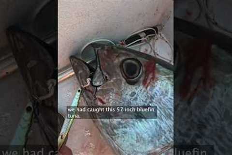 Bluefin Tuna are Crazy… #shorts #fishing