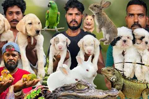 Exotic Pets and Birds Puppies in Chennai Pet Market in Affordable Price