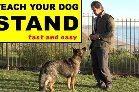 Teach Your Dog to STAND - Dog Training Video - Robert Cabral - the STAND Command