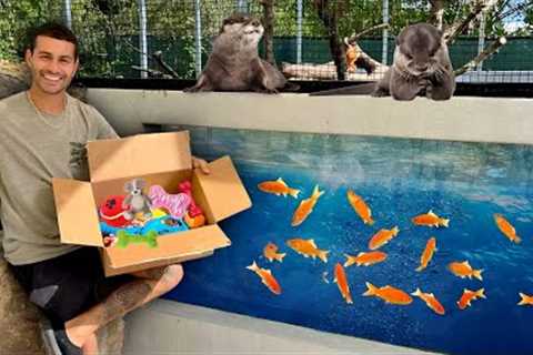 SURPRISING MY BABY OTTERS WITH GIFTS! *CUTE*