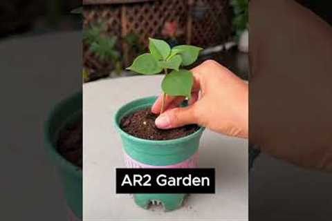 Garlic to Green: A Quick Gardening Hack #garden #plants
