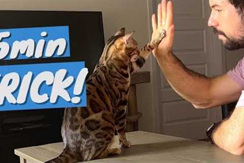 Train Your CAT to do Fun TRICKS - It's Ridiculously EASY