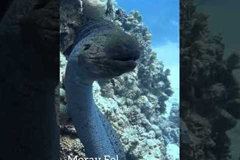 Worldwide Divers: Red Sea 2024