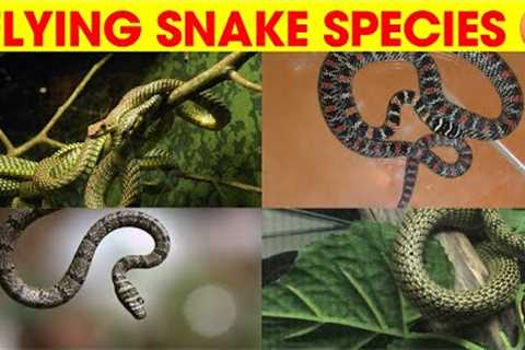 🐍🌟Types of Flying Snake Species Name, Spelling, Pronunciation, Pictures in English for..