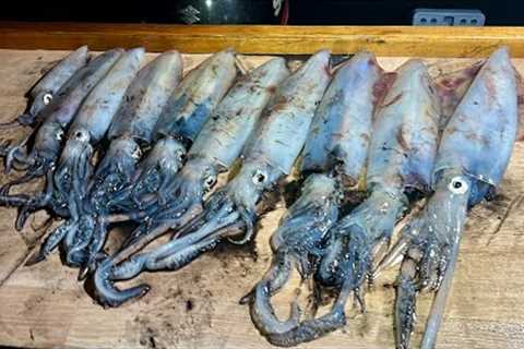 Squid - How to catch, clean and cook Squid - Spargo's Kitchen Seafood | The Fish Locker