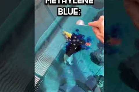 Why I DYE my fish’s water BLUE