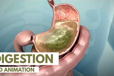 How the Digestive System Works | 3D Animation