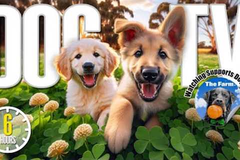 Dog TV for Dogs to Watch 🐶 Entertainment for Dogs 🎵 Relaxing Dog Music &amp; Anti Anxiety Dog..