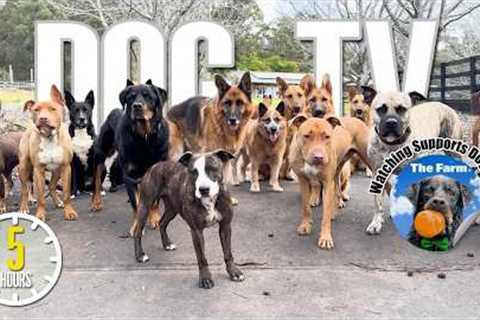 Entertaining Doggy Daycare TV - Dog Video for Dogs To Watch - 🐶 Relaxing Music &amp; Real Sounds