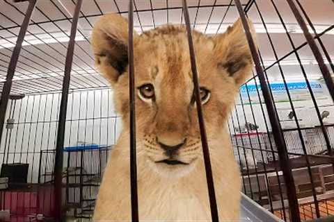 I Visited The Most Dangerous Animal Market In Thailand!