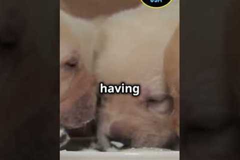 Adorable Puppy Enjoys Milk Time! ...#shorts