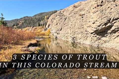 This Colorado Stream is loaded with trout - Fly Fishing for Browns, Cuttbows and Rainbow Trout!