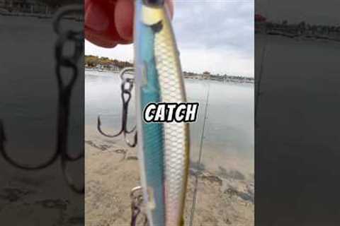 Catch and cook 🐟🎣 #fishing #fish