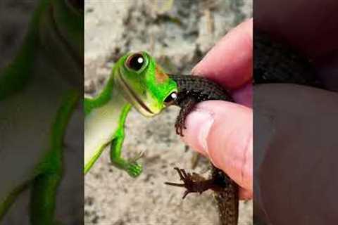 Catching CUTE Lizards With My Bare Hands! #shorts