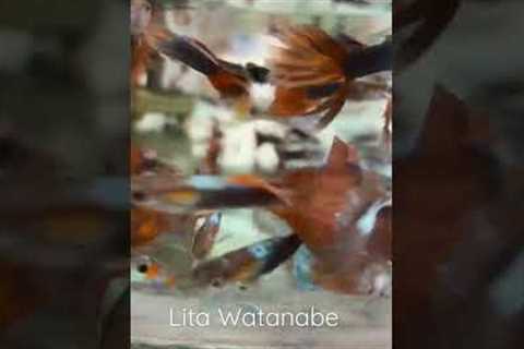 My fish #fishing #fish #guppy #enjoy #shorts #hobby #shortsvideo #cooking #yummy