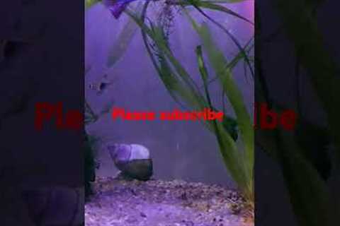 #guppyfish #freshwaterfish #shorts #shortsfeed #aquarium #pets #fish #fishing #hobbyist #trending
