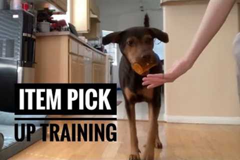 How to train your dog to pick up items