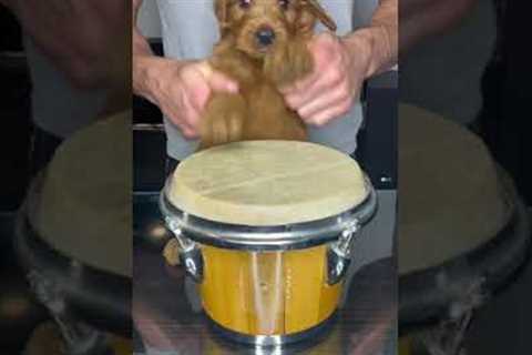 Puppy Drums #shorts