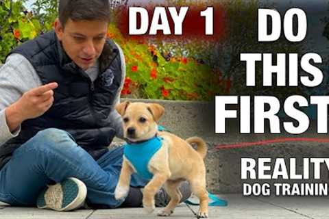 How to Train the FIRST 5 THINGS to ANY Puppy! Reality Dog Training
