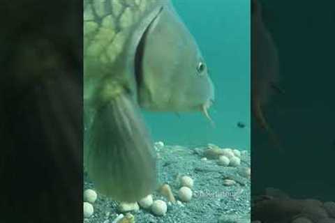 Carp take with our underwater camera.