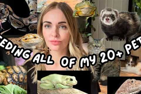 Feeding All of my 20+ Pets!!!