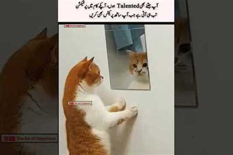 Talent is good but practice makes perfect #cat #funny #catlover #sadanimalfacts #motivationalquotes