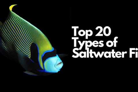 Top 20 Types of Saltwater Fish 🐠 (Most Popular Saltwater Fish)