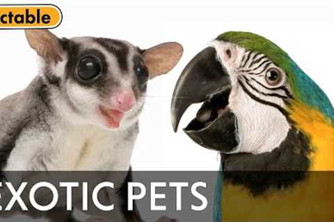 Do Exotic Animals Make Good Pets?
