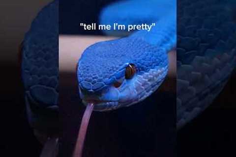 The BEST pet venomous snakes you can buy!  #reptiles #venomoussnakes #cobra #pets #viper