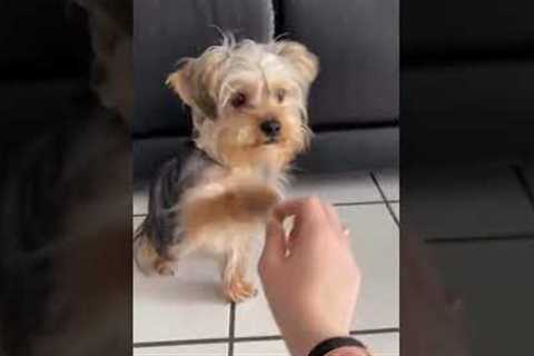 How to teach your dog to roll over | EASY puppy tricks😍🐕 #shorts #dogtrainingtips #puppytraining