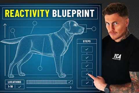 If I had a reactive dog in 2024, this is what I’d do (FULL BLUEPRINT)