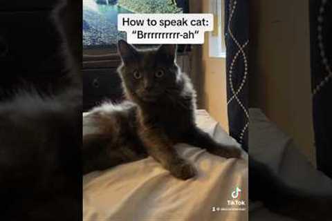 How to Speak Cat: Lesson 3