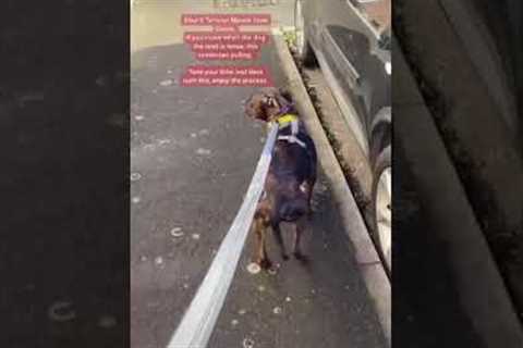 How To Stop Leash Pulling
