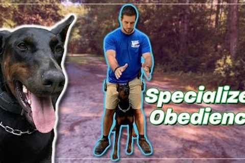 The Quick Trick to Teach Your Dog to Go Between Your Legs!