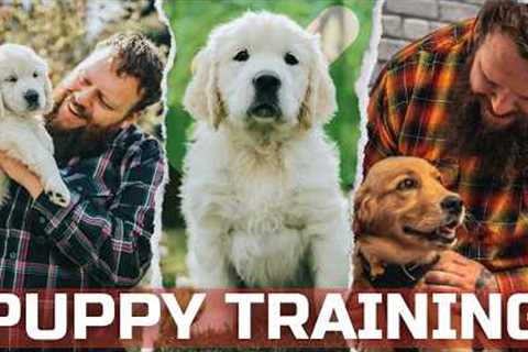 Everything You Need To Know To Train A Perfect Puppy In Under 40 minutes