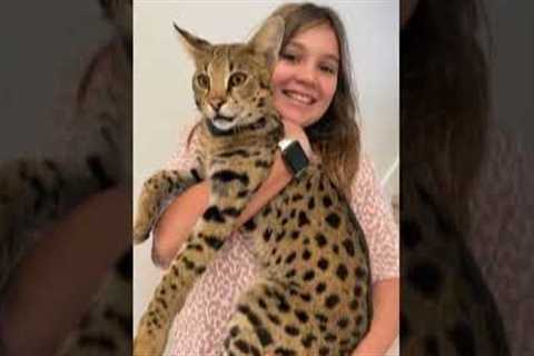 top 10 most unusual pets people have | #strong #beautiful #unusual #top #pets
