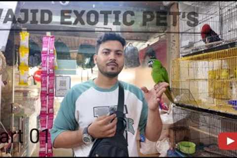 Wajid Exotic Pet's best Hand tamed bird in  mumbai #viralvideo #exoticpets  #wajidexotic #exoticbird