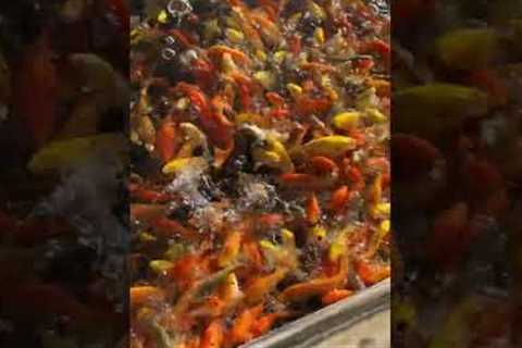 HOW TO CATCH A FISH